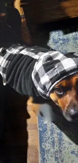 Cute dog wearing a black and white checkered outfit on a cozy floor.