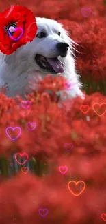 A white dog with a poppy sits in a red flower field, creating a vivid natural scene.