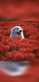 White dog in vibrant red flower field, serene scenery.