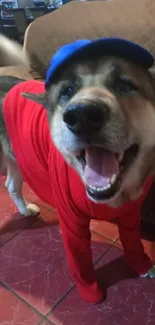 Dog in a red sweater and blue cap, smiling indoors.