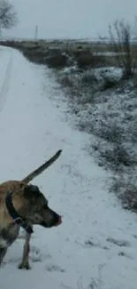 Dog walking along a snow-covered path in a winter landscape.