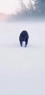 A lone dog walking through a snowy field with trees in the background.