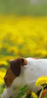 Dog in a sunny field of yellow dandelions, embracing spring beauty.