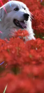 White dog among vibrant red flowers with colorful rays.