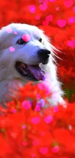 White dog in a vibrant red flower field.