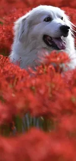 Fluffy white dog in vibrant red flower field.