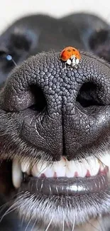 Close-up of a dog's black nose with a ladybug perched on top.