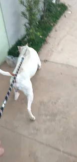 Dog being walked on a leash along a beige concrete path.