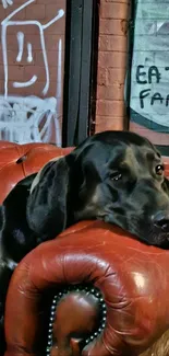 Black dog resting on red leather couch with graffiti wall backdrop.