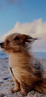 Fluffy dog enjoying at the beach, sky blue background.