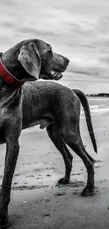 Monochrome beach scene with dog in a red collar.