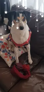 Cute dog on a leather couch with star decorations and floral prints.