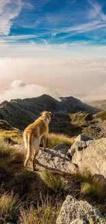 Dog stands on mountain, gazing over a scenic landscape with blue sky.