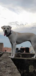 Dog standing on rooftop with a cloudy sky backdrop.