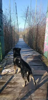 Dog standing on a scenic wooden bridge surrounded by nature.