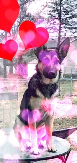 German Shepherd sitting on table with red hearts in yard.