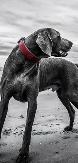 Dog with red collar standing on a beach.