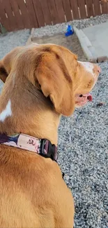 Tan dog sitting on a gravel path wearing a floral collar.