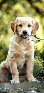 Dog Plant Dog Breed Live Wallpaper