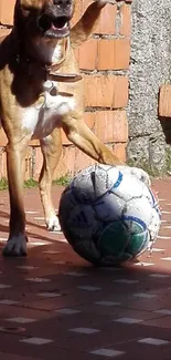 Dog playing with a soccer ball near a brick wall.