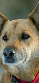 Portrait of a dog with a red collar in a close-up view.