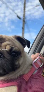 Adorable pug in car with blue sky background.