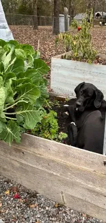 Black dog nestled in a wooden box, surrounded by garden plants.