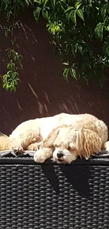 Dog lounging on wicker bench in sunshine with greenery background.