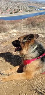 German Shepherd resting on a hilltop with scenic view.