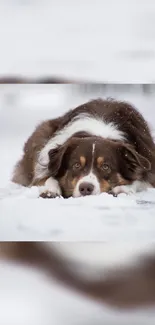 Brown dog relaxing on snow-covered ground.