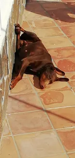 Dog lounging on terracotta tiles in the sun.