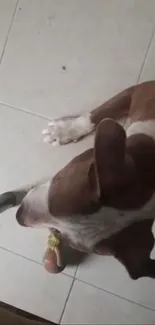 Brown and white dog relaxing on tiled floor.