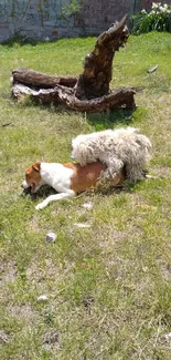 Dog lying on green grass near a wooden log in a sunny field.