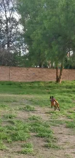 Dog running through a lush green park with trees and grass.