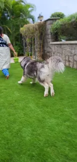 Dog joyfully running on a vibrant green lawn in a beautiful garden setting.