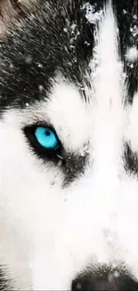 Dog Sled Dog Snout Live Wallpaper