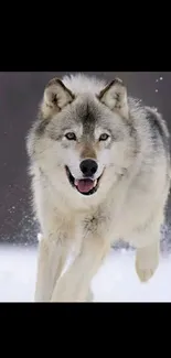 Dog Snow Dog Breed Live Wallpaper