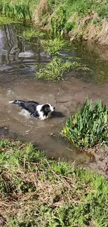 A black and white dog swims in a lush, green pond surrounded by nature.