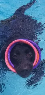 Dog swimming in pool with colorful rings.