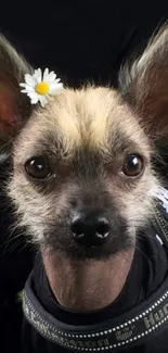 Chihuahua with a daisy on its ear on a dark background.