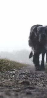 Dog walking on a foggy path with grass and mist.