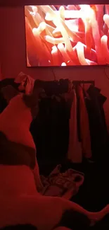 Dog watching television in a red-tinted room.