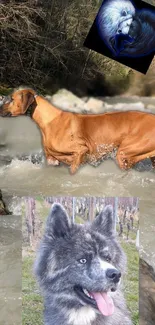 Dog Water Carnivore Live Wallpaper