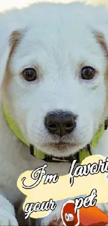 Adorable white puppy with playful text on collar.