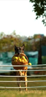 Belgian Malinois holding a basket of yellow balls in a sunny garden.