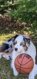 Cute dog resting with basketball in sunlit forest.