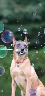 Playful dog surrounded by bubbles in a lush outdoor setting.