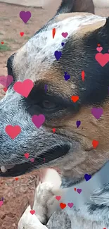 Dog with colorful pink and purple hearts on a speckled coat background.