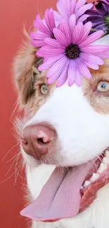 Dog wearing a purple flower crown on red background.