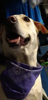 Happy dog wearing a purple bandana looking up indoors.